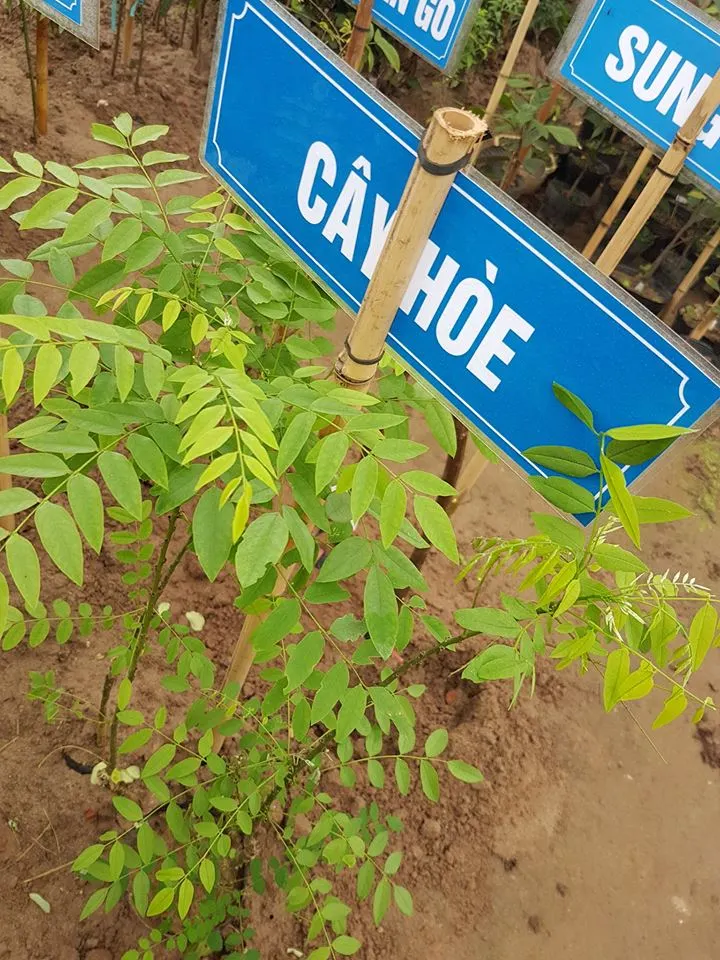 cây hoè.webp