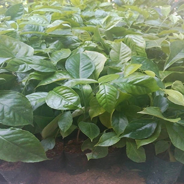 cay hung vit giong.webp