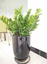 cây kim phát tài 8.webp