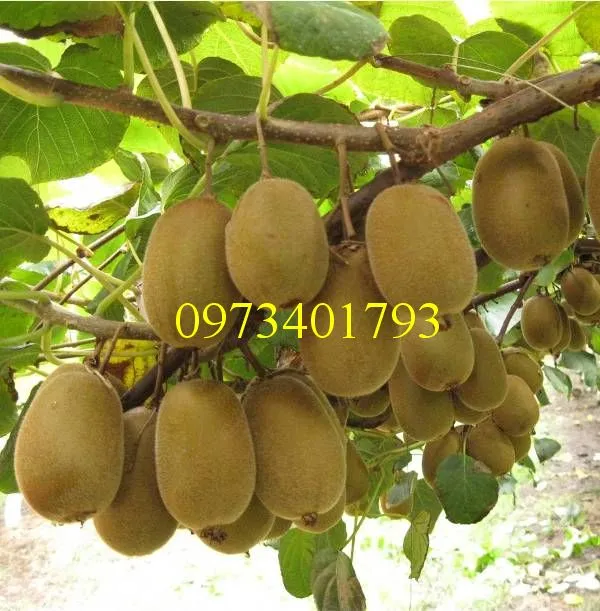 cay kiwi1_result.webp
