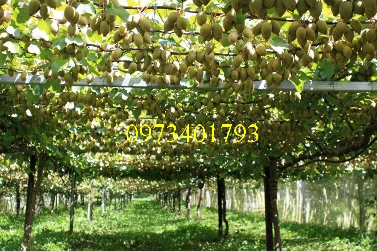 cay kiwi_result.webp