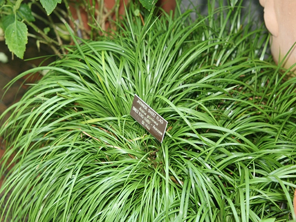 cay la thang co 1.webp