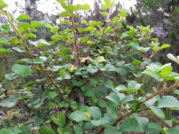 cay mam xoi vang 1.webp