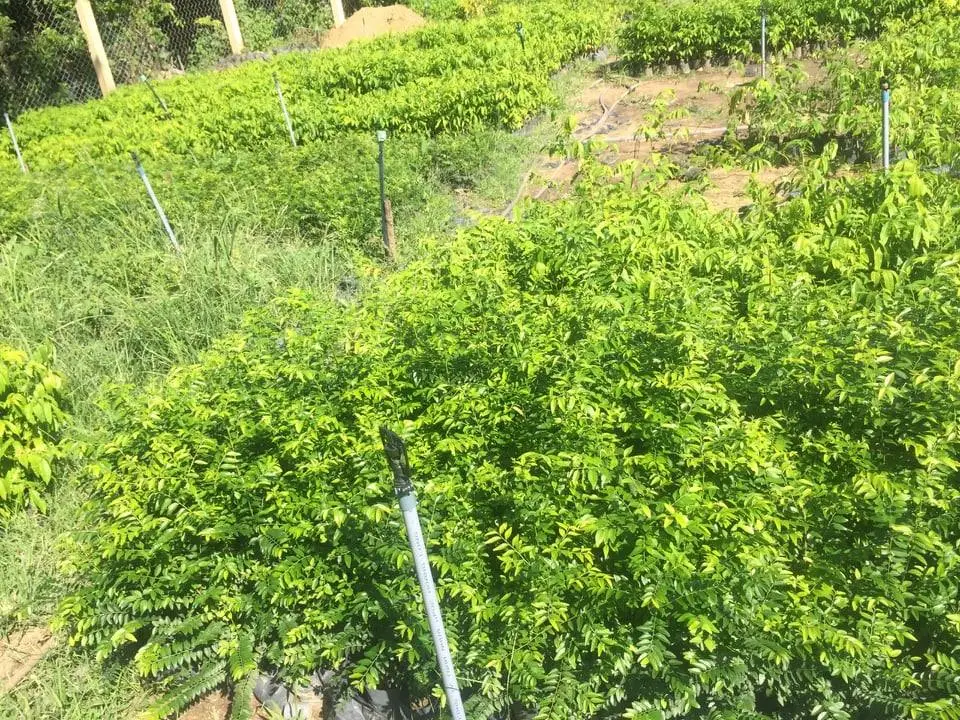 cay-mun-sung-la-nho 3.webp