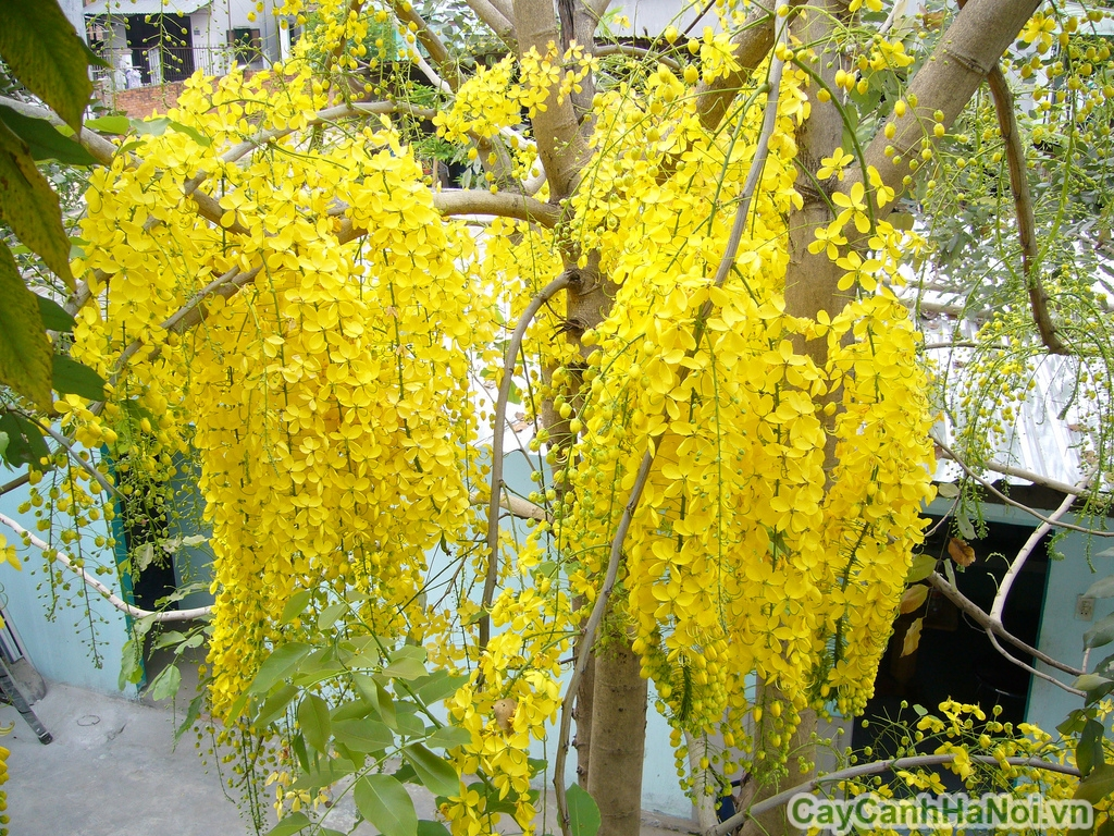 Nên trồng cây gì để làm cây công trình