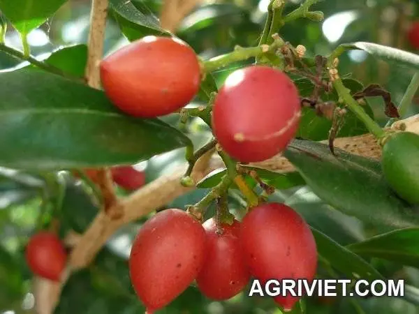 cay nguyet que (12).webp