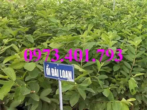 cây ổi dai loan1_result.webp