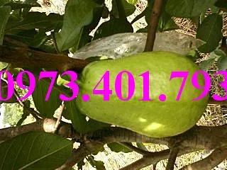 cây ổi dai loan4_result.webp