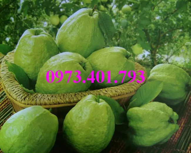 cây ổi dai loan5_result.webp