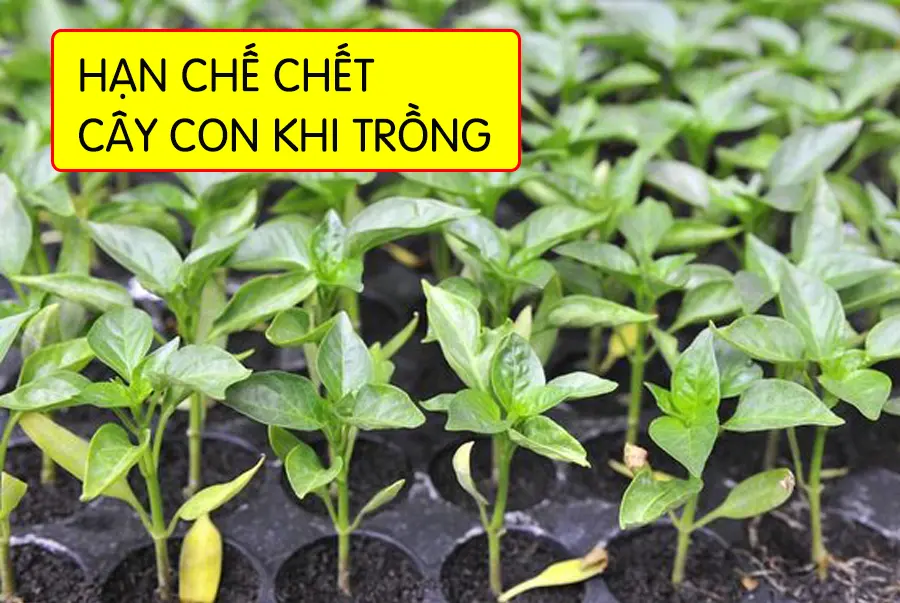 Hạn chế chết cây con khi trồng (cây ớt)