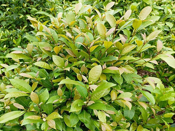 cay rau mit 600.450.webp