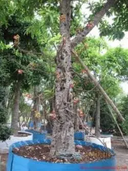 Cây Sala-Cong-Trinh.webp