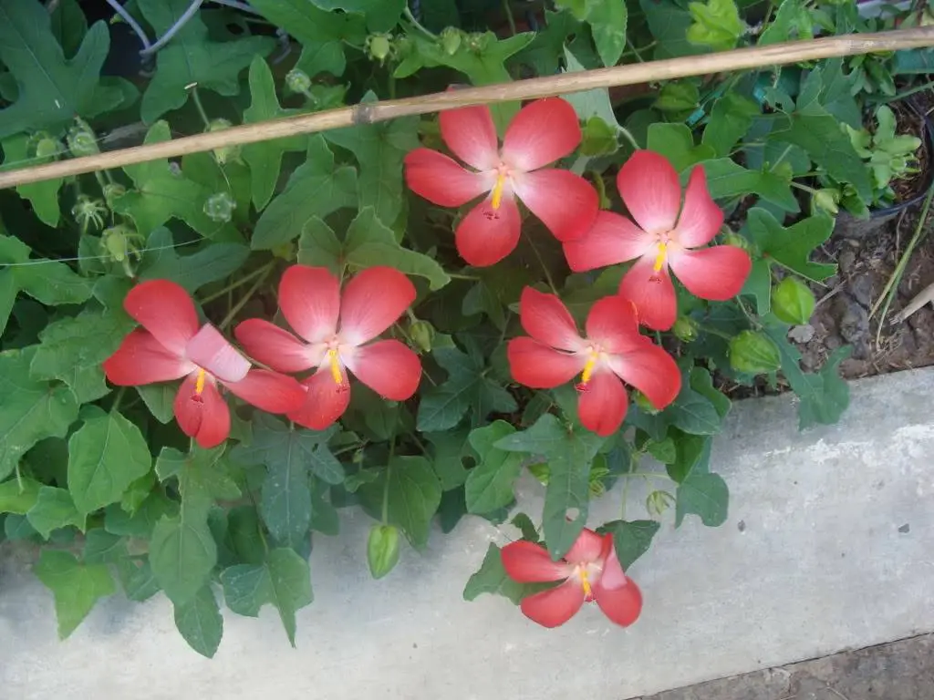 Cách trồng sâm bố chính - Chọn hạt giống sâm bố chính