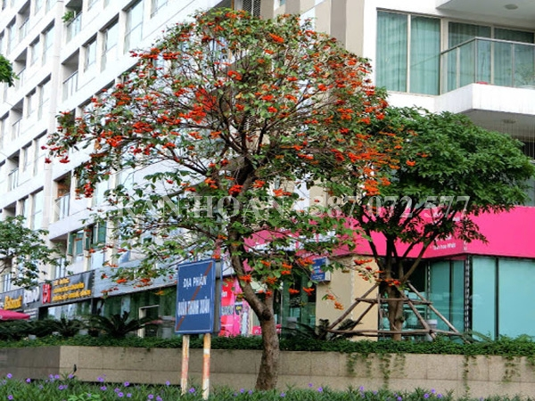 cay sang cong trinh_Fotor.webp