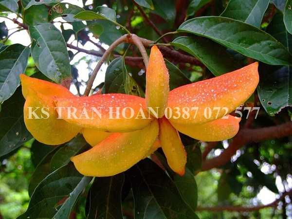 cay sang dep_Fotor.webp