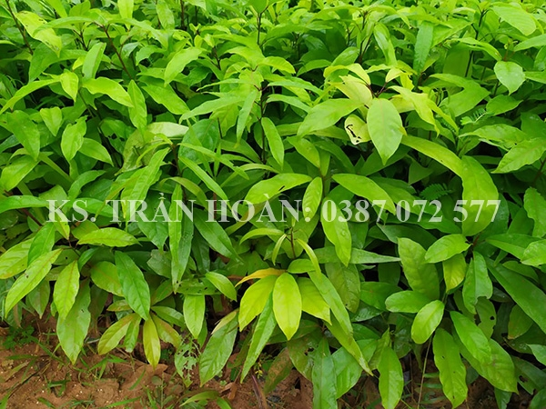 cay sang giong 2_Fotor.webp