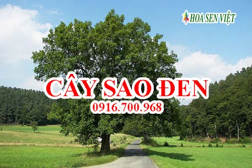 cay-sao-den-5.webp