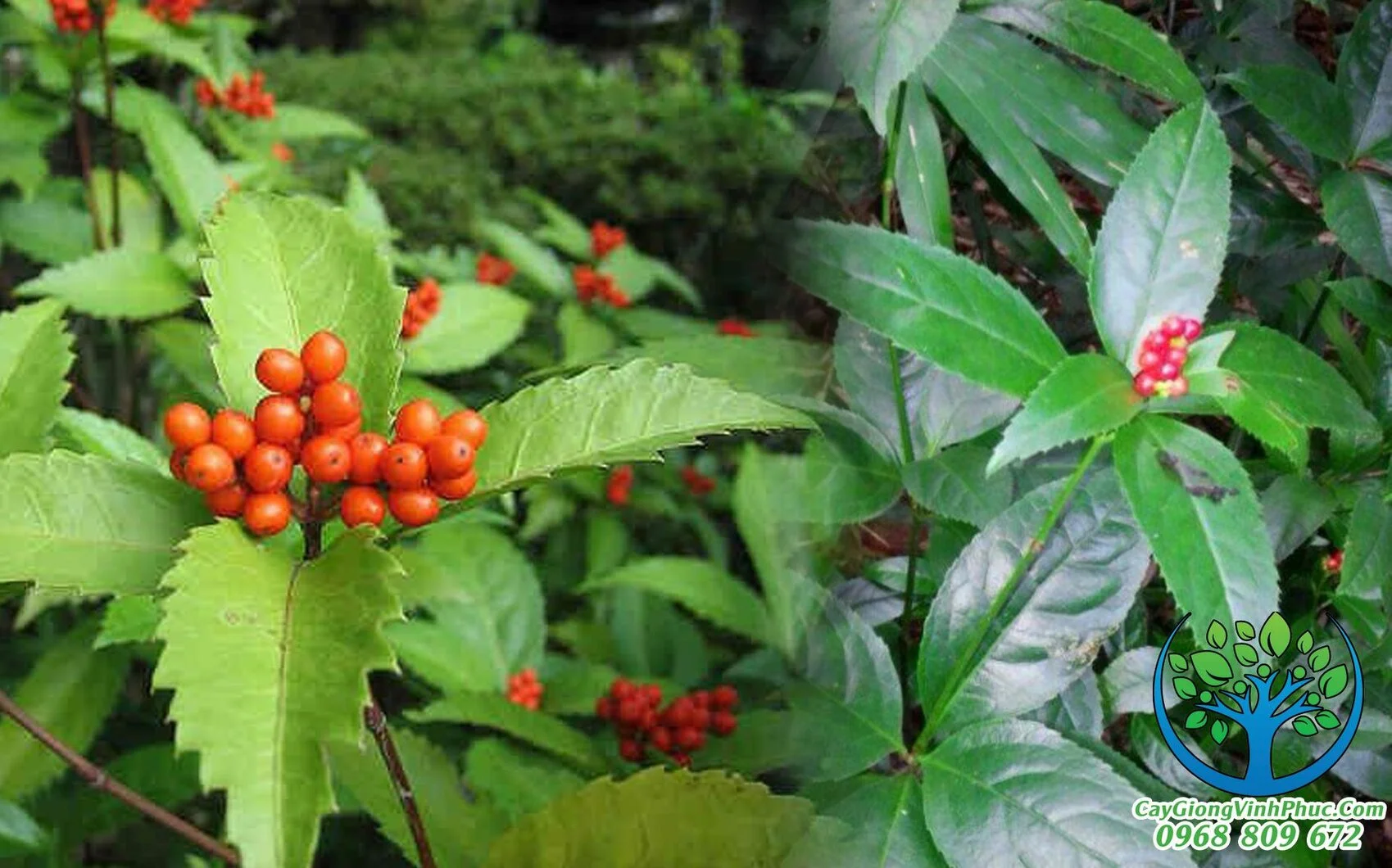 cây sói rừng_result.jpg