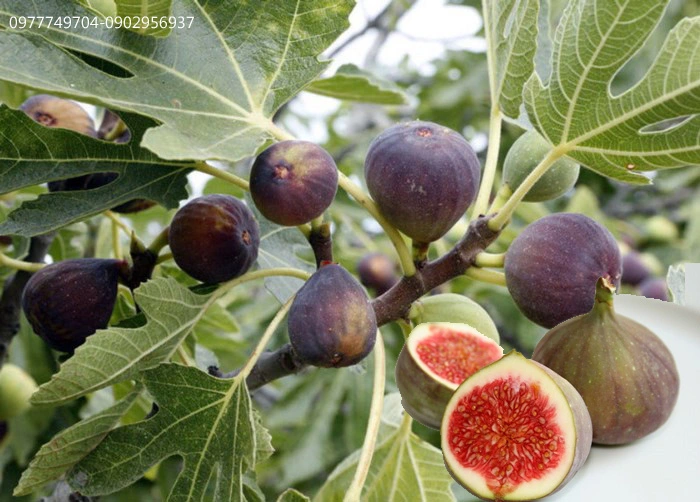 6 CÔNG DỤNG BẤT NGỜ TỪ QUẢ SUNG MỸ