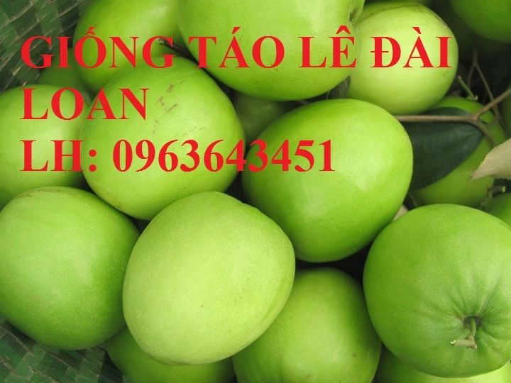 Cay-Tao-Dai-Loan-3 (1).webp