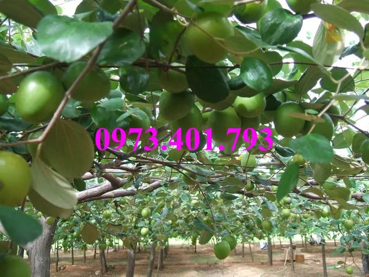 cây táo đại1_result.webp