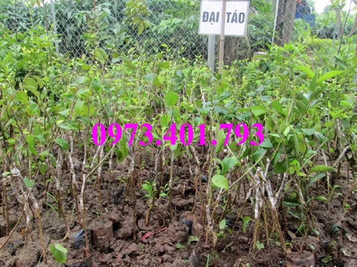 cây táo đại2_result.webp