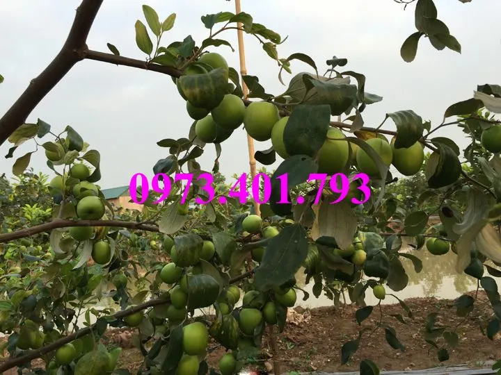 cây táo đại4_result.webp