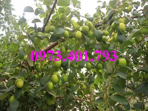 cây táo đào vàng1_result.webp