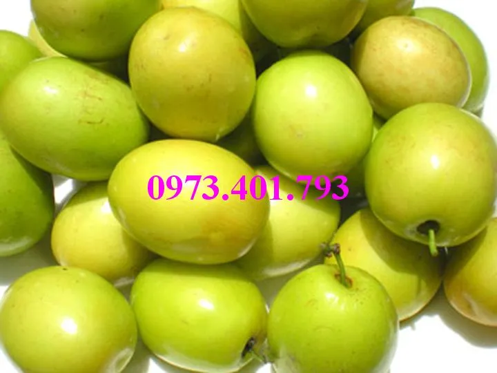 cây táo đào vàng3_result.webp