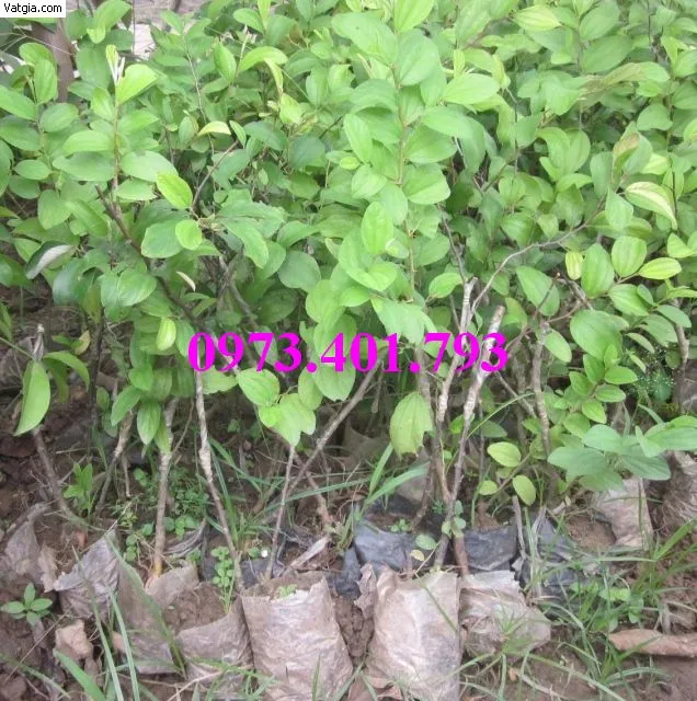 cây táo đào vàng5_result.webp