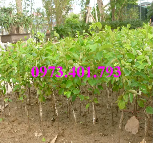 cây táo đào vàng6_result.webp