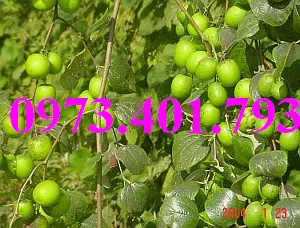 cây táo thái 2_result.webp