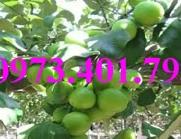 cây táo thái2_result.webp