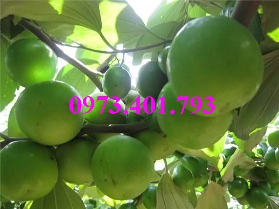 cây táo thái3_result.webp