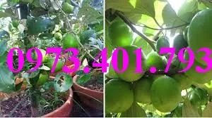 cây táo thái4_result.webp