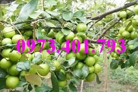 cây táo thái5_result.webp