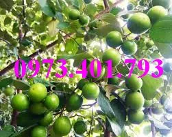 cây táo thái6'_result.webp