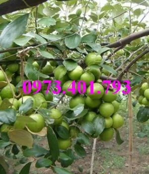 cây táo thái7_result.webp