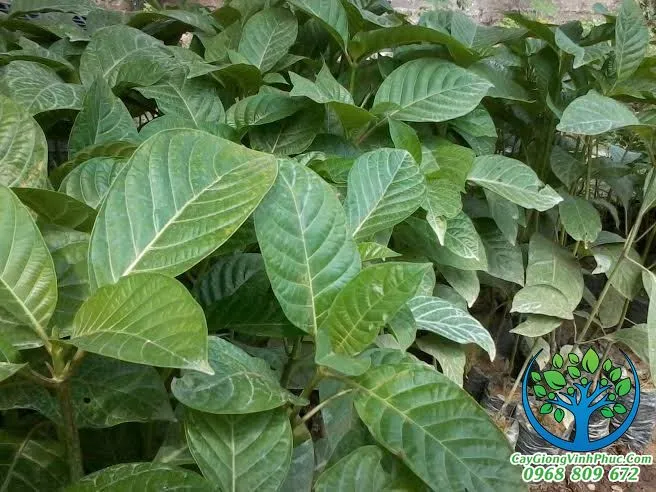 cây thiên ngân_result.jpg