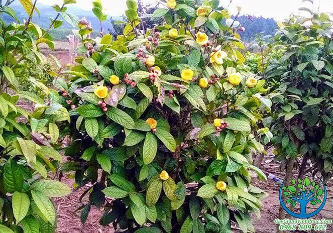cay-tra-hoa-vang.jpg