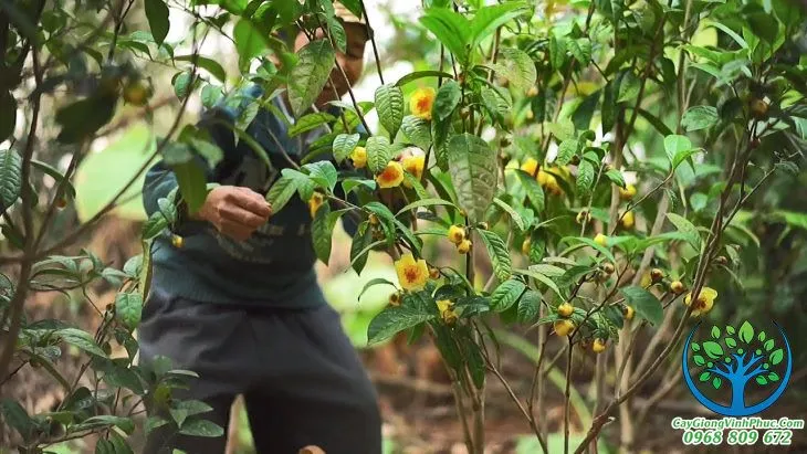 cây trà hoa vàng_result.jpg