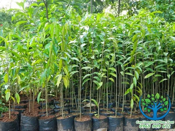 cây trầm hương_result.jpg