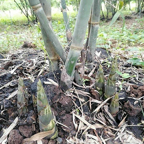 cay tre mang ngot thai lan.jpg