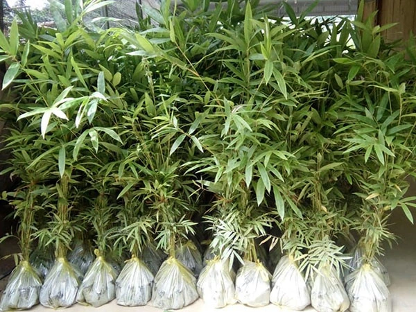 KỸ THUẬT TRỒNG VÀ CHĂM SÓC CÂY TRÚC ĐẠI (TRE MOSO)