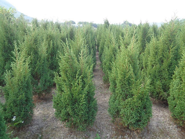 Đặc điểm của cây tùng tháp