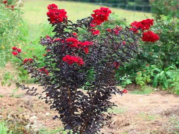 cay tuong vi do 5.webp