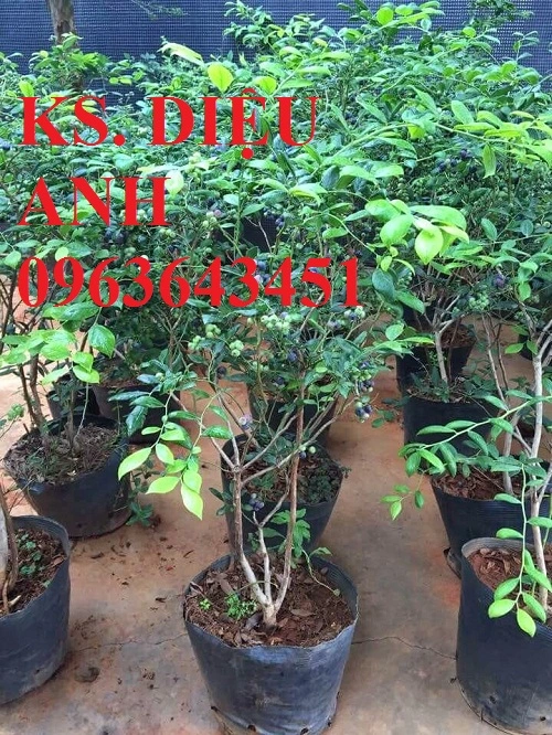 cay-viet-quat-blueberry-mau-xanh16.webp