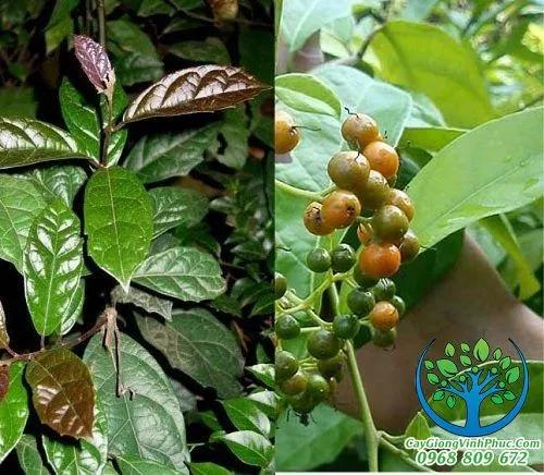 cây xạ đen_result.jpg