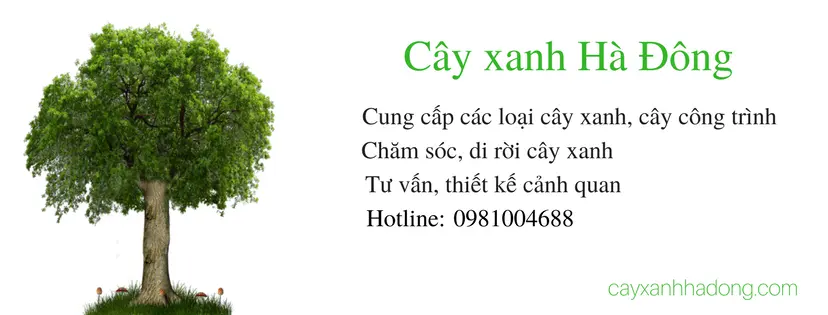 Cây xanh Hà Đông.webp