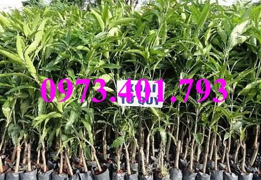 cây xoai tu quý6_result.webp